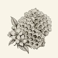 Ilustración de un panal de cera