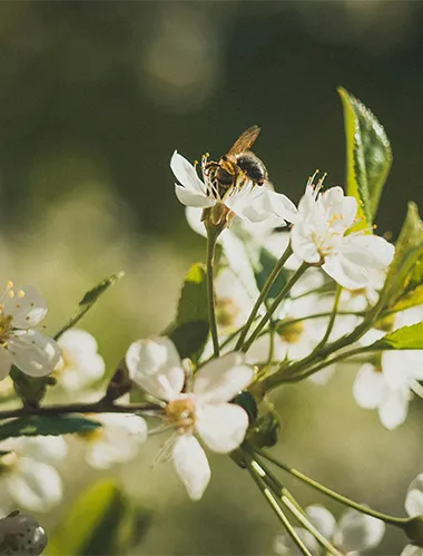abeja-flores-recortada